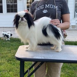 Smalls - Japanese Chin