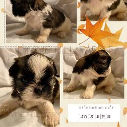 Joseph 1800 dollars - Sable and white male Shih Tzu puppy in Cullman, Alabama from Divine Hill Farm