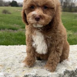 Larky - Red male Cockapoo puppy in Connersville, Indiana from MoonShine Babies