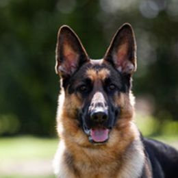 Elke - German Shepherd