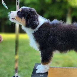 Chive - Australian Shepherd puppy from Louvre Australian Shepherds