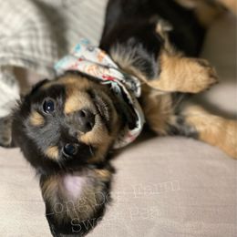 Dachshund Puppies from Long Dog Farm
