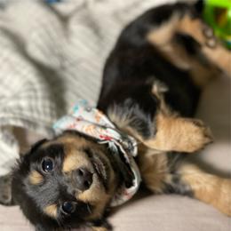 Dachshund Puppies from Long Dog Farm