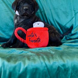 Mastiff Puppies from P Diamond Mastiffs