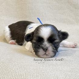 Brindle and White Male - Blue Collar - Brindle and white male Shih Tzu puppy in Waynetown, Indiana from Swaying Sycamore Farm