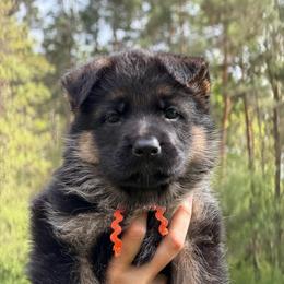 Caia - Black and red female German Shepherd puppy in Harvard, Illinois from Aus Dem Meer German Shepherds