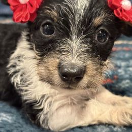 Ruby - Piebald female Dachshund puppy in Hutchinson, Kansas from Dappled Danes