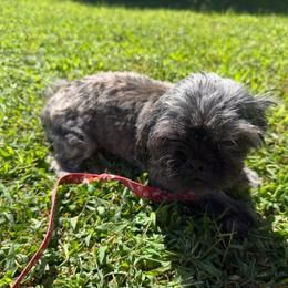Poppi - Tricolor female Shih Tzu puppy in Milford, Delaware from Spunky Shih-Tzus Delaware (Spunky Shih-Tzus)