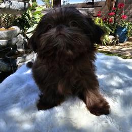 Boy 2 - male Shih Tzu puppy in Tucson, Arizona from Dollface Shih Tzu