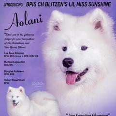 AOLANI - Samoyed
