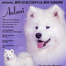 AOLANI - Samoyed