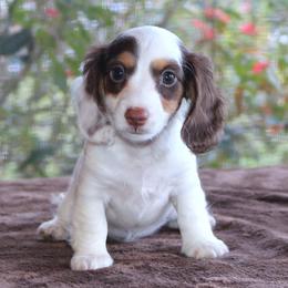 Dachshund Puppies from Divine Dachshunds