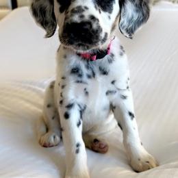 Dalmatian Puppies from Spotted Jewels Dalmatians