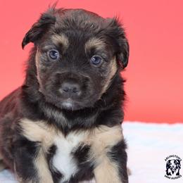 Owl - Black tri male Miniature Australian Shepherd puppy in Weeki Wachee, Florida from Arlington's Mini Aussies