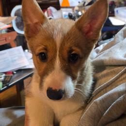 Purple Precious - Sable female Pembroke Welsh Corgi puppy in Shelton, Washington from Gingersnap Pembroke Welsh Corgis