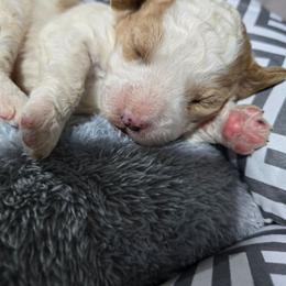 Philip - Blenheim male Cavapoo puppy in Truckee, California from Heavenly Goldendoodles