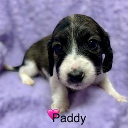 Paddy - Brindle female Dachshund puppy in Huntington, Arkansas from Rockstar.Weiners