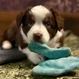 Penny - Red tri female Miniature Australian Shepherd puppy in Stockton, Missouri from Kizmit Farmz