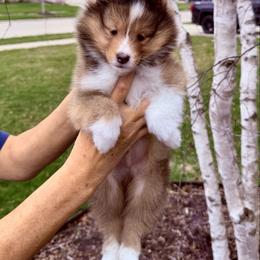 Samson - Sable and white male Shetland Sheepdog puppy in Trenton, Michigan from Leigh Hi Shelties