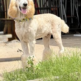 Boy 4 - Apricot male Poodle puppy in Copperas Cove, Texas from Poodles of Valor