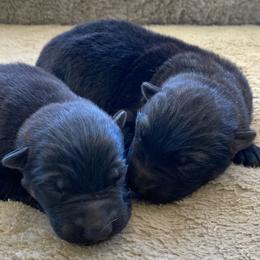Sable Boy 1 - Sable male German Shepherd puppy in Allegan, Michigan from Parsons German Shepherds
