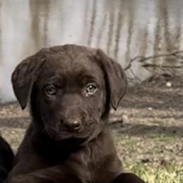 "Nellie’s pup" Labrador Retriever Puppies from Fetchmoore’s Labrador Retrievers