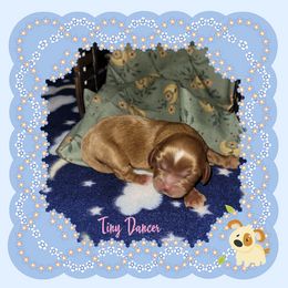 Cavalier King Charles Spaniel Puppies from Moon Dream Cavaliers