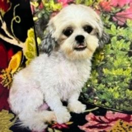 Delores - Shih Tzu