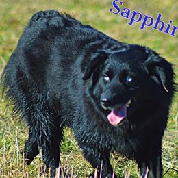 Sapphire - Black & white female Miniature Australian Shepherd puppy in Kim, Colorado from KNJ Aussies