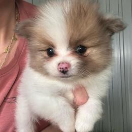 Bacon Bit - Chocolate parti male Pomeranian puppy in Somerset, Kentucky from Perez Pomeranians