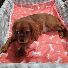Assorted Doodle Crosses, Cavalier King Charles Spaniels, and Goldendoodles from Wookie Doodles