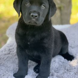 Boy 2 - Labrador Retriever puppy in Santa Rosa, California from Valley of the Moon Labradors