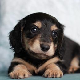 Sonic AKC 3500 - Black and cream male Dachshund puppy in Krum, Texas from Tired Chef Dachshunds