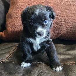 Oakley - Black & white female Miniature Australian Shepherd puppy in Paris, Texas from Blue Envy Mini Aussies