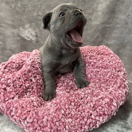 French Bulldog Puppies from Cali Rooted Bullyz