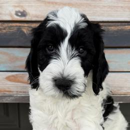 Happy - Parti male Goldendoodle puppy in Frostproof, Florida from Lover Dover Doodles