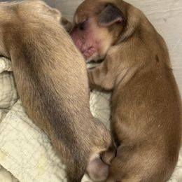 Fiona - Cream female Dachshund puppy in Ocala, Florida from Sugarbakers Kennel