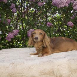 Blossom - Dachshund