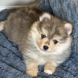 Teddy - Wolf sable male Pomsky puppy in Piedmont, South Carolina from Carolina Pomskies LLC