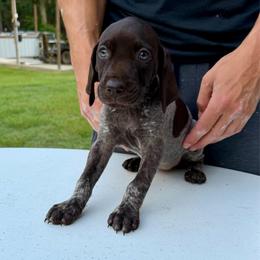 Sadie - Liver roan female German Shorthaired Pointer puppy in Glennville, Georgia from Andre Family Farms & Kennels
