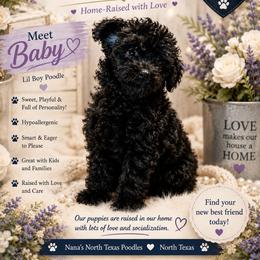 Baby - Black male Poodle puppy in Joshua, Texas from Nana’s North Texas Poodles