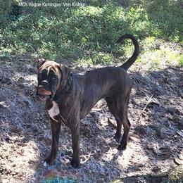 Imola - Boxer