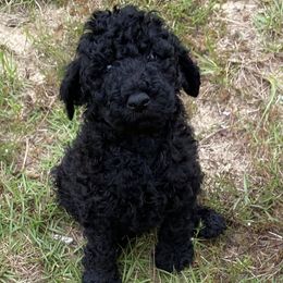 Labradoodles from Sister Darkness Labradoodle