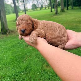 Audi - Red  male Goldendoodle puppy in Brookville, Pennsylvania from Woodland Mountain Doodles