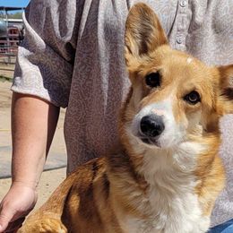 Olive - Pembroke Welsh Corgi