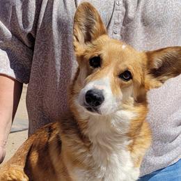 Olive - Pembroke Welsh Corgi