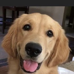 Golden Retriever Puppies from Graceful Goldens