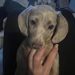 Casper - Dapple male Dachshund puppy in Senoia, Georgia from Honey Creek Doxies