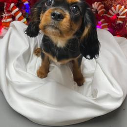 Buttercup - Black and tan female Cavalier King Charles Spaniel puppy in Las Vegas, Nevada from Faybelle's Cavaliers