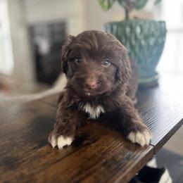 Blitz - Brown and white male Aussiedoodle puppy in Strasburg, Pennsylvania from Still Water Puppies